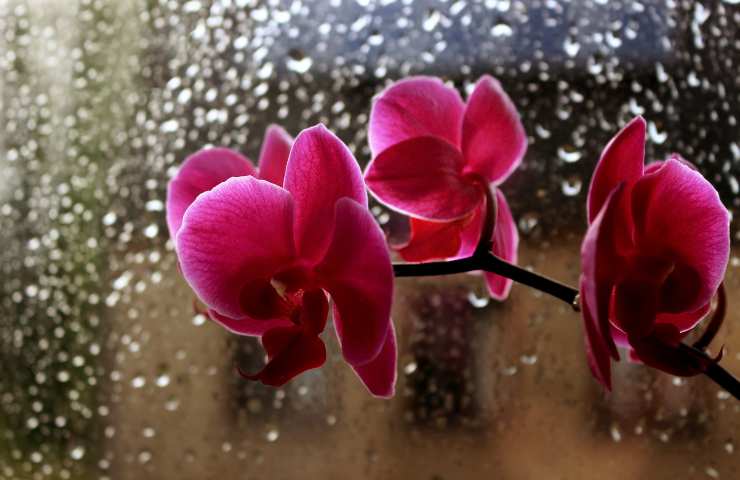 orchidea dietro finestra