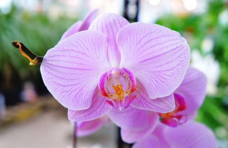 orchidee