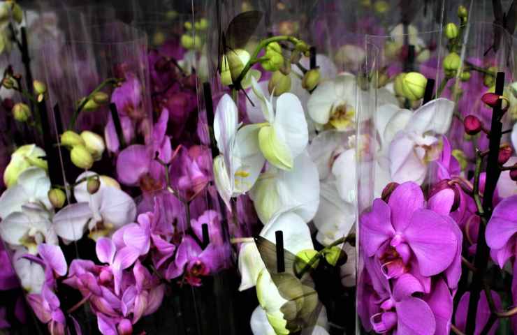 orchidee confezionate