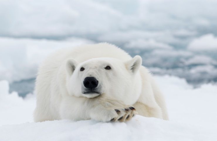 orso polare (pixabay)