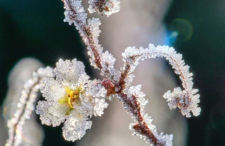 pianta coperta di ghiaccio