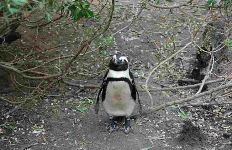 Pinguino in Sudafrica (Pixabay)