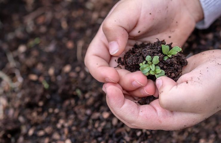 Giardinaggio, gli errori da evitare assolutamente