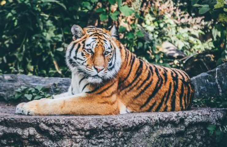 tigre