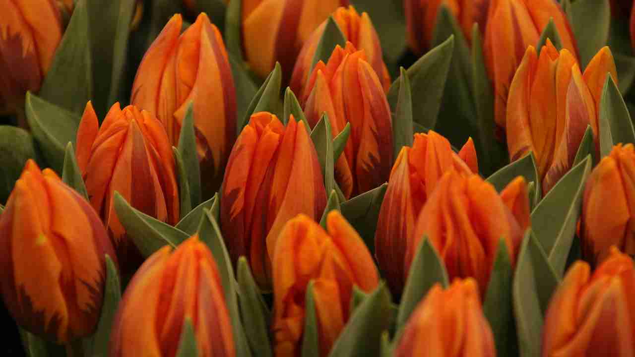 Tulipani (Pixabay)
