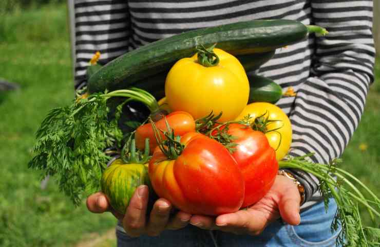 Orto fai da te, verdure (Pixabay)