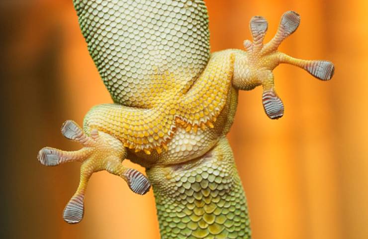 zampe del geco (pixabay)