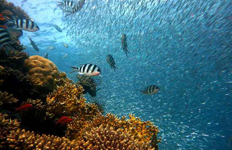 i pesci più grandi stanno sparendo, un cambiamento preoccupante negli oceani