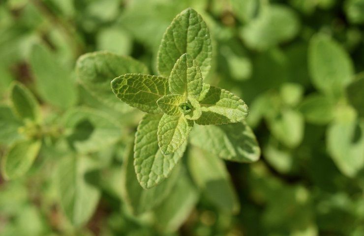 Salvia,Per farla crescere in salute e rigogliosa, bisogna sapere come curarla