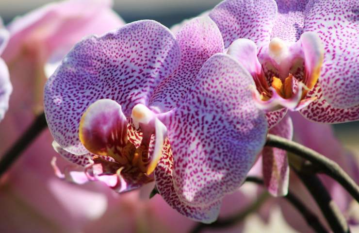 Orchidea, come curarla 