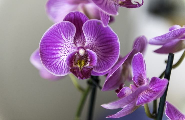 Orchidea, sintomi di malattie