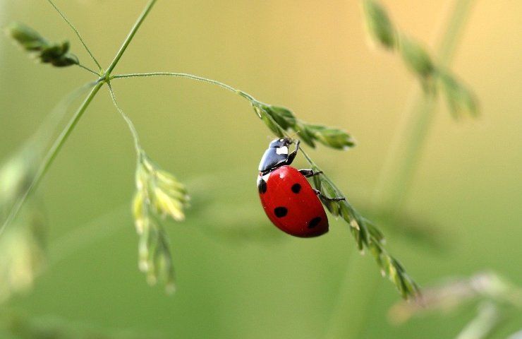 Tra realtà e leggenda, la coccinella come simbolo di fortuna