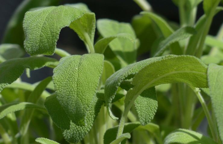 Tagliare i rami della salvia, il metodo corretto