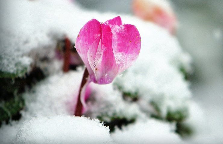 Far fiorire i ciclamini è semplice, basta seguire queste regole