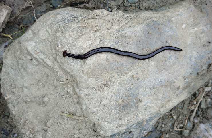 Proprio per la sorprendente scoperta durante la pandemia, questa specie è stata battezzata dagli scienziati Humbertium Covidum