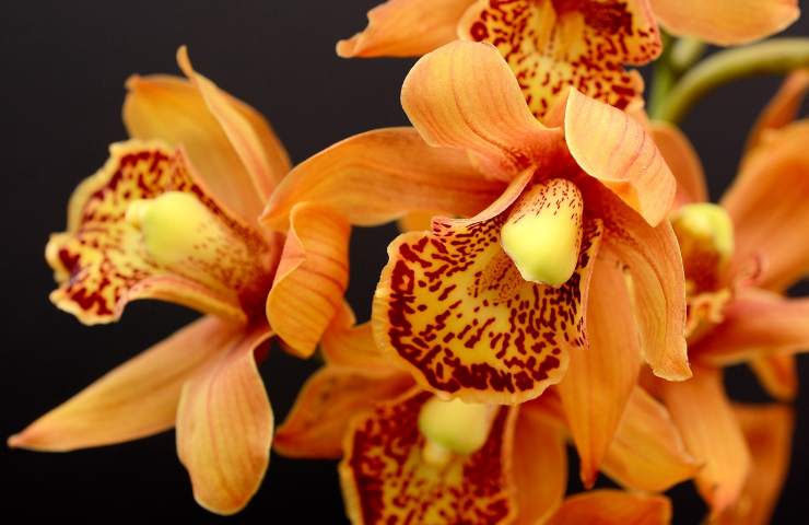 Splendida orchidea arancio