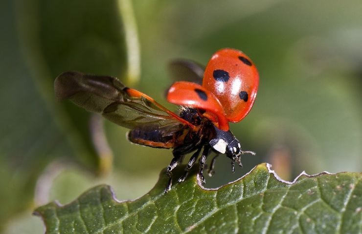 La fortuna legata alla coccinella, un insetto originato da un mito