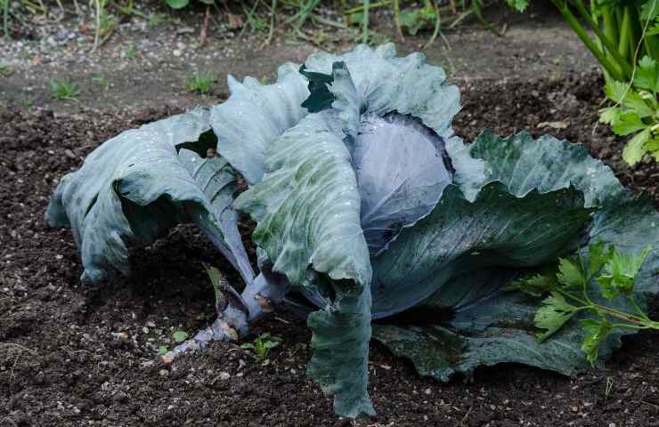 Perché consumare cavolo rosso comporta tanti benefici