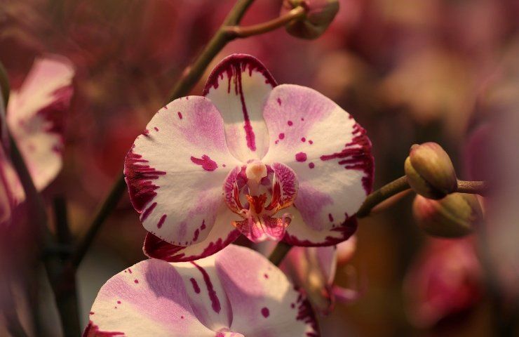 l’orchidea si secca e inizia a perdere foglie e fiori, ma c’è un trucco per salvarla