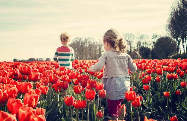 Campo di tulipani in Italia