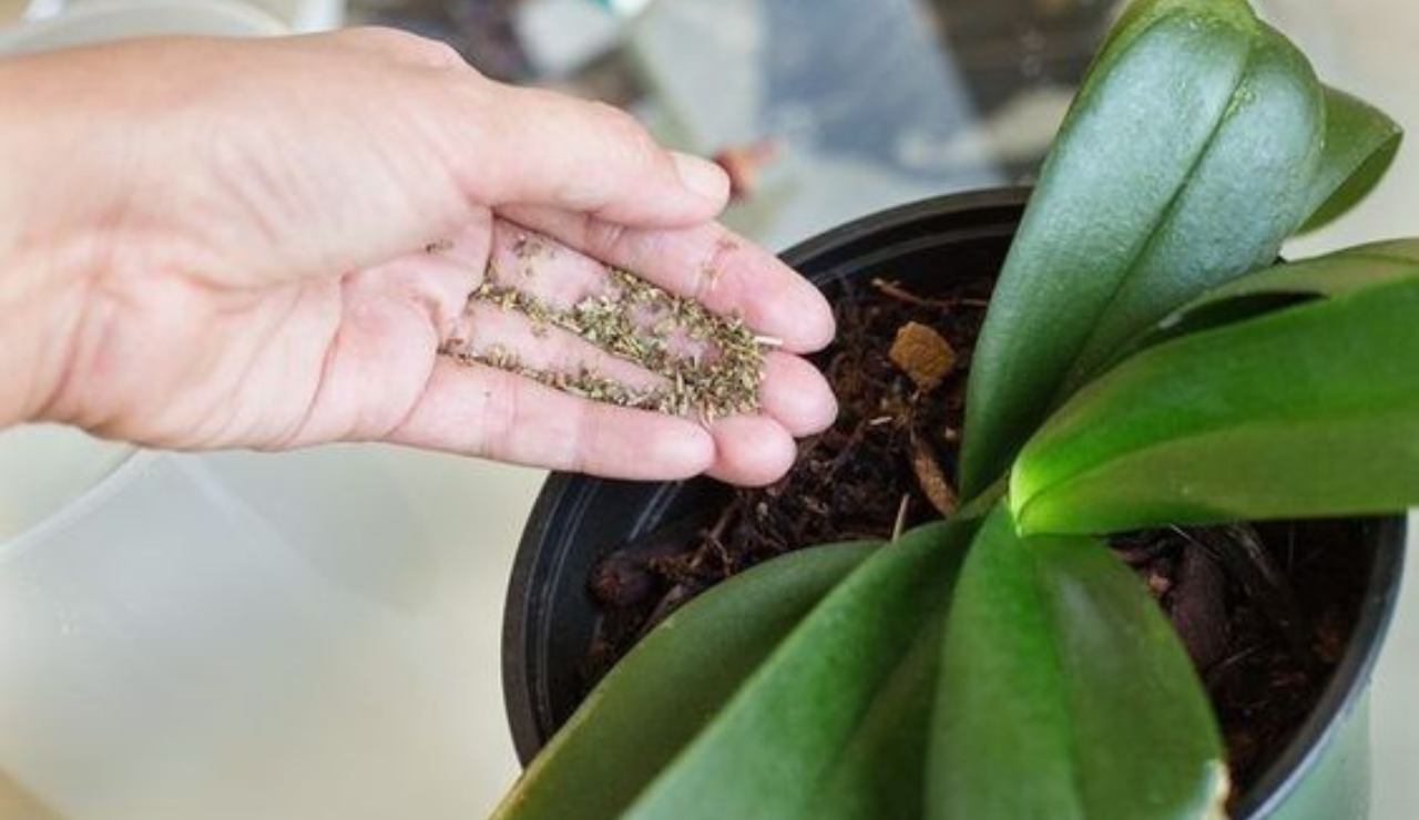 Coltivare orchidea in casa