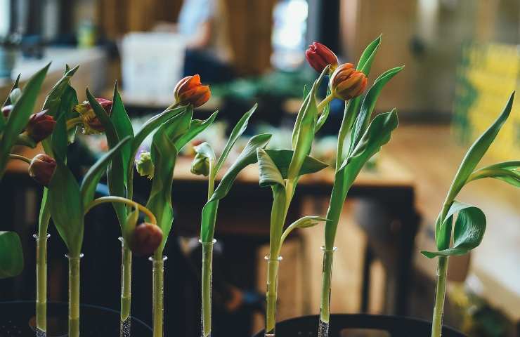 bulbi tulipano acqua