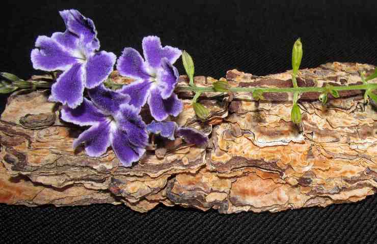 Corteccia pino fiore orchidea