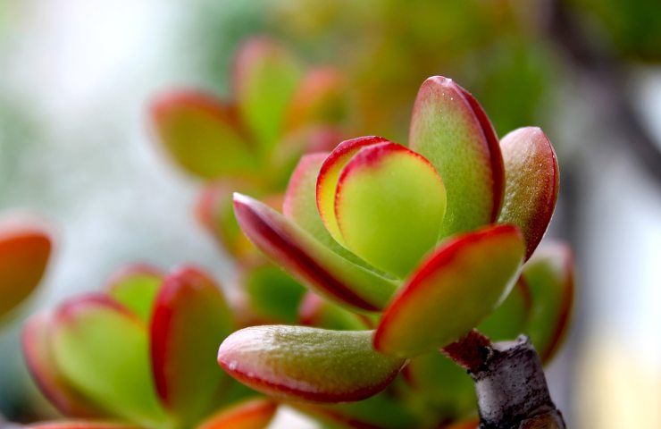 Crassula moltiplicazione piante grasse