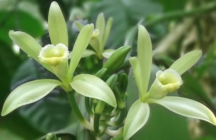 Fiore di vaniglia 