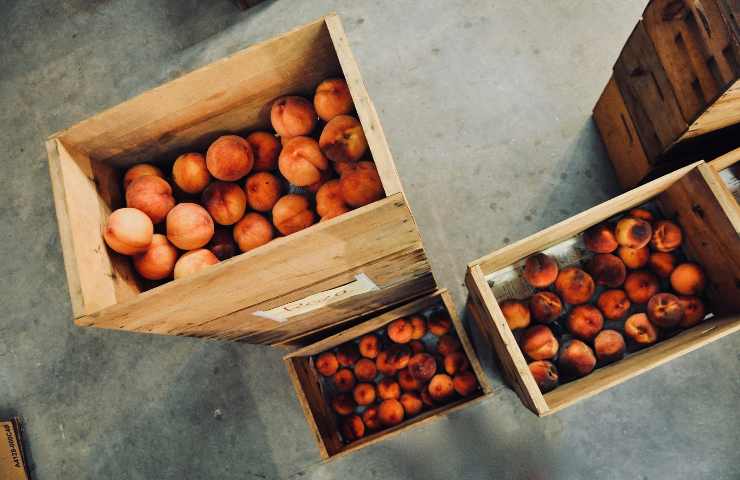 Frutta raccolta