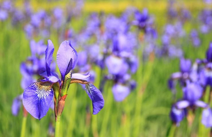 Iris, primavera fiori
