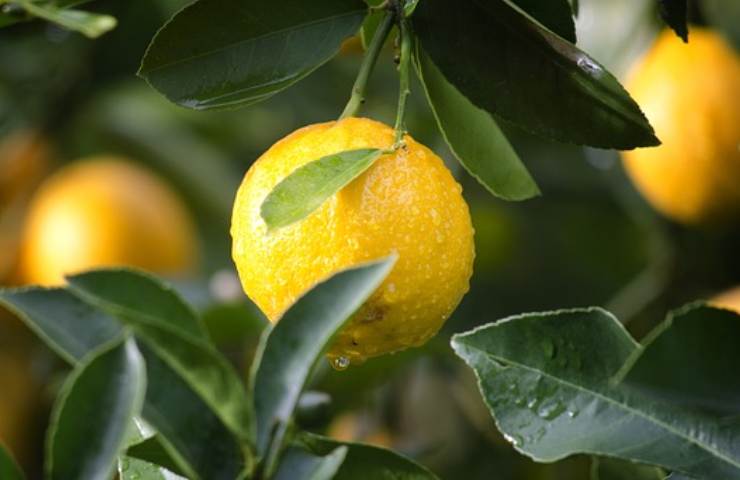 Limone sulla pianta 