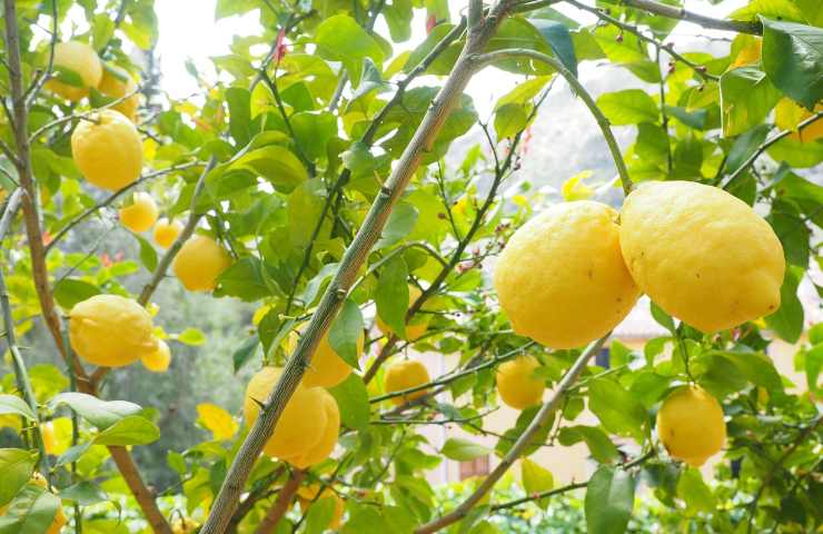 Limoni