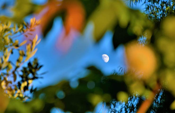 Luna tra le foglie 