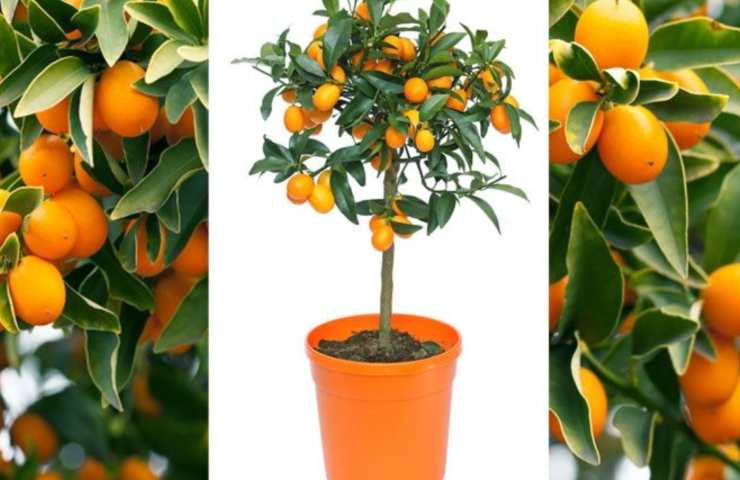 Mandarino cinese arancione