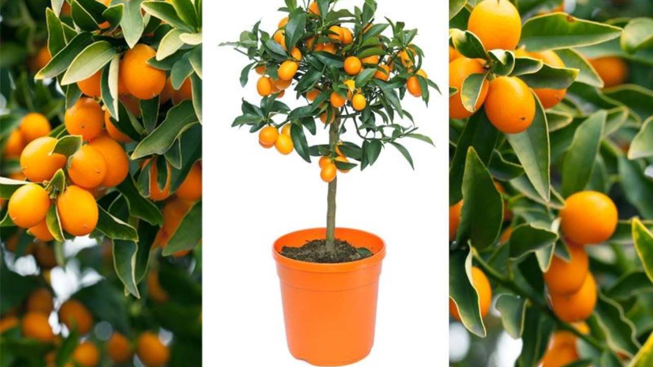 Mandarino cinese in vaso