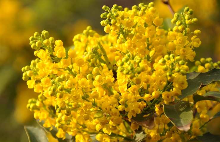 Mazzo di mimosa baciato dal sole 