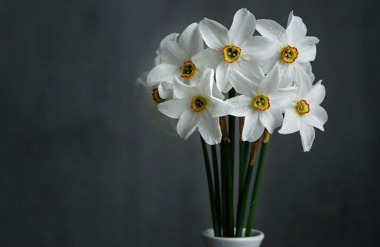 Narciso fiore