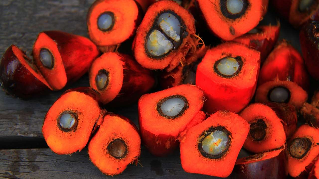 Olio di palma frutto