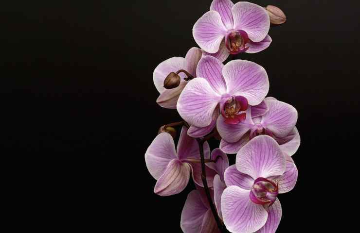 Orchidea sfumata di lilla e viola 