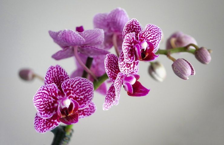cause orchidea morte