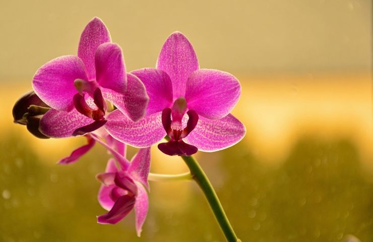 5 cause di morte dell'orchidea
