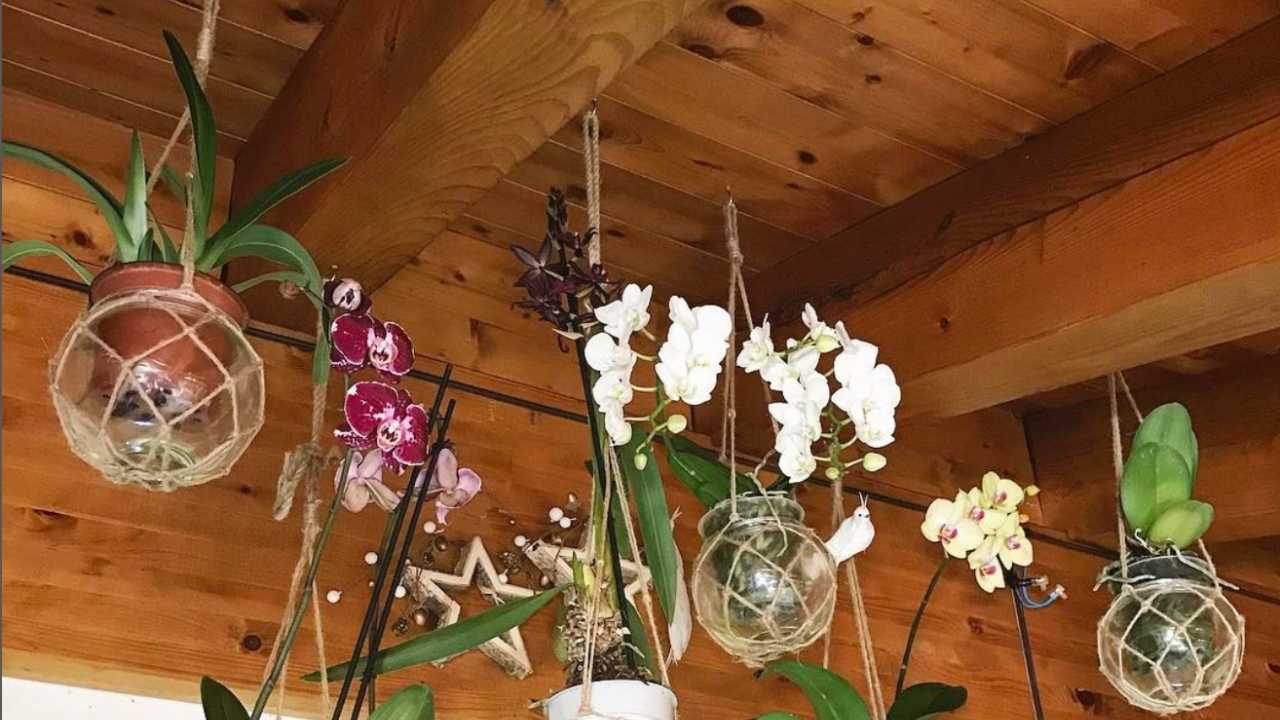 Orchidee appese