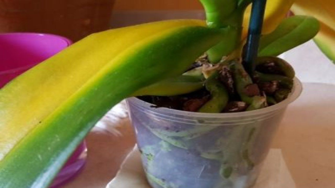 Orchidee con le foglie gialle