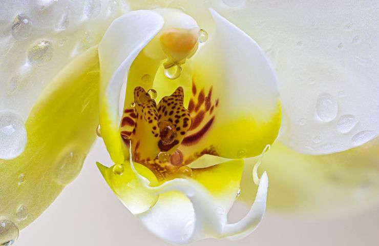 Orchidea con sfumature gialle 