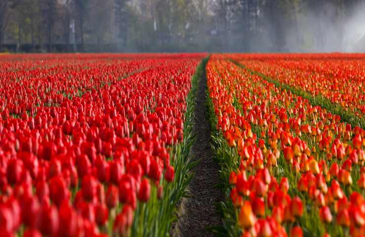 tulipani Italia fioritura primavera