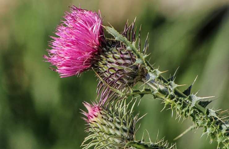 Fiori rosa con spine