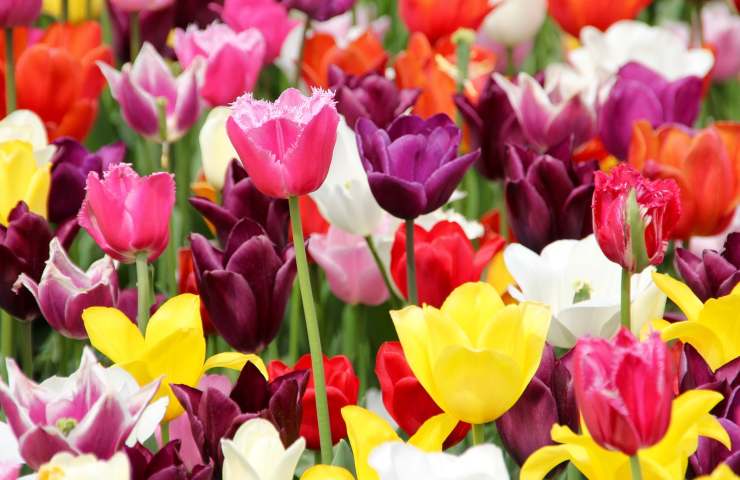 Tulipani colorati 
