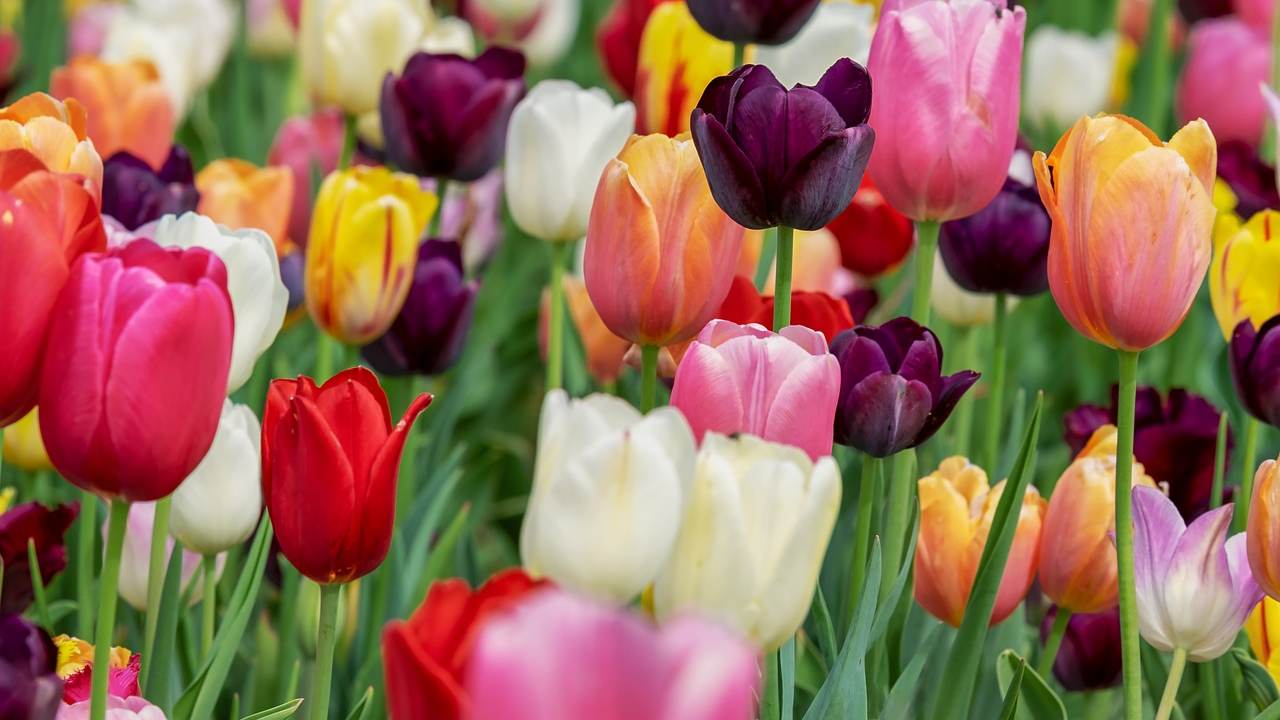 Tulipani sfumature colorate