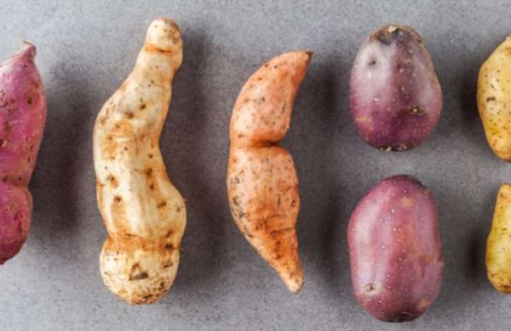 Varietà di patate
